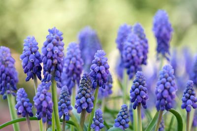 Close-up of purple flowering plants muscari 