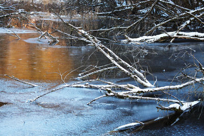Frozen river amidst bare trees