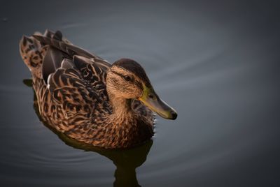 Close-up of duck swimming on lake