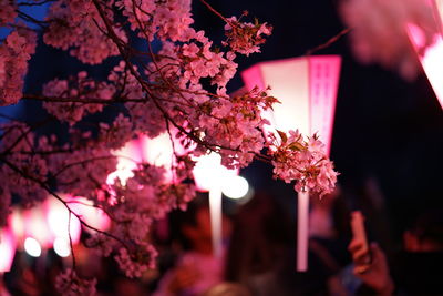 Low angle view of pink flowering tree