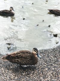 High angle view of mallard ducks swimming on lake