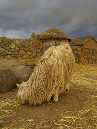 Sheep in a field