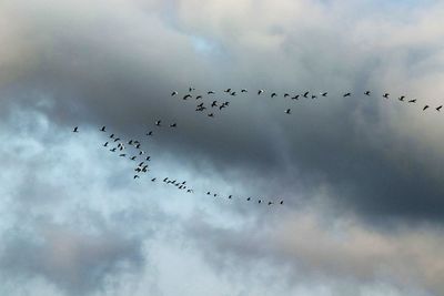 Low angle view of birds flying in sky