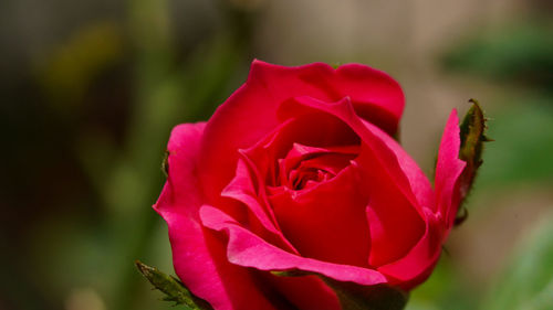 Close-up of pink rose