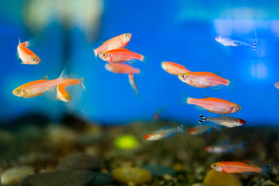 Close-up of fish swimming in aquarium