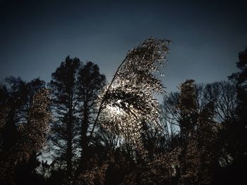 Low angle view of silhouette trees against sky at night