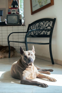 Portrait of dog sitting on sofa at home