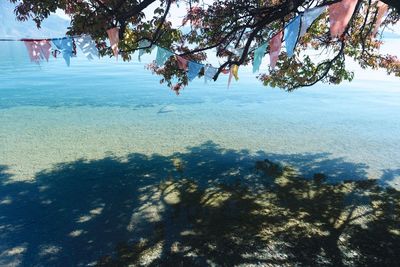 Trees on beach against sky