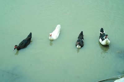 High angle view of swans swimming in lake