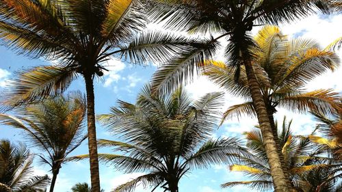 Low angle view of palm trees against sky