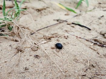 High angle view of insect on sand