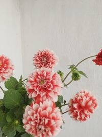 Close-up of pink flowering plants against wall