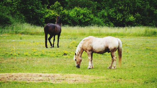 Horses standing on field