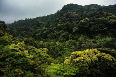 Scenic view of forest against sky