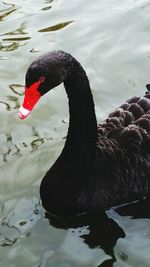 Close-up of black swan swimming in lake