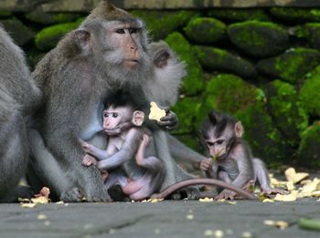 Monkeys sitting outdoors