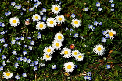 High angle view of daisies blooming on field