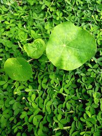 Full frame shot of fresh green leaves