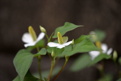 Close-up of white flowering plant