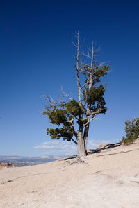 Tree on beach against clear sky