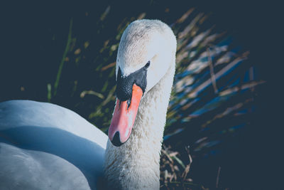 Close-up of swan in lake