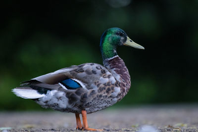 Close-up of a duck