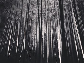 Low angle view of bamboo trees in forest