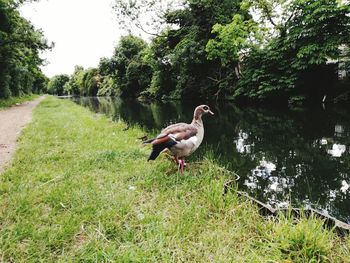 Ducks on a field