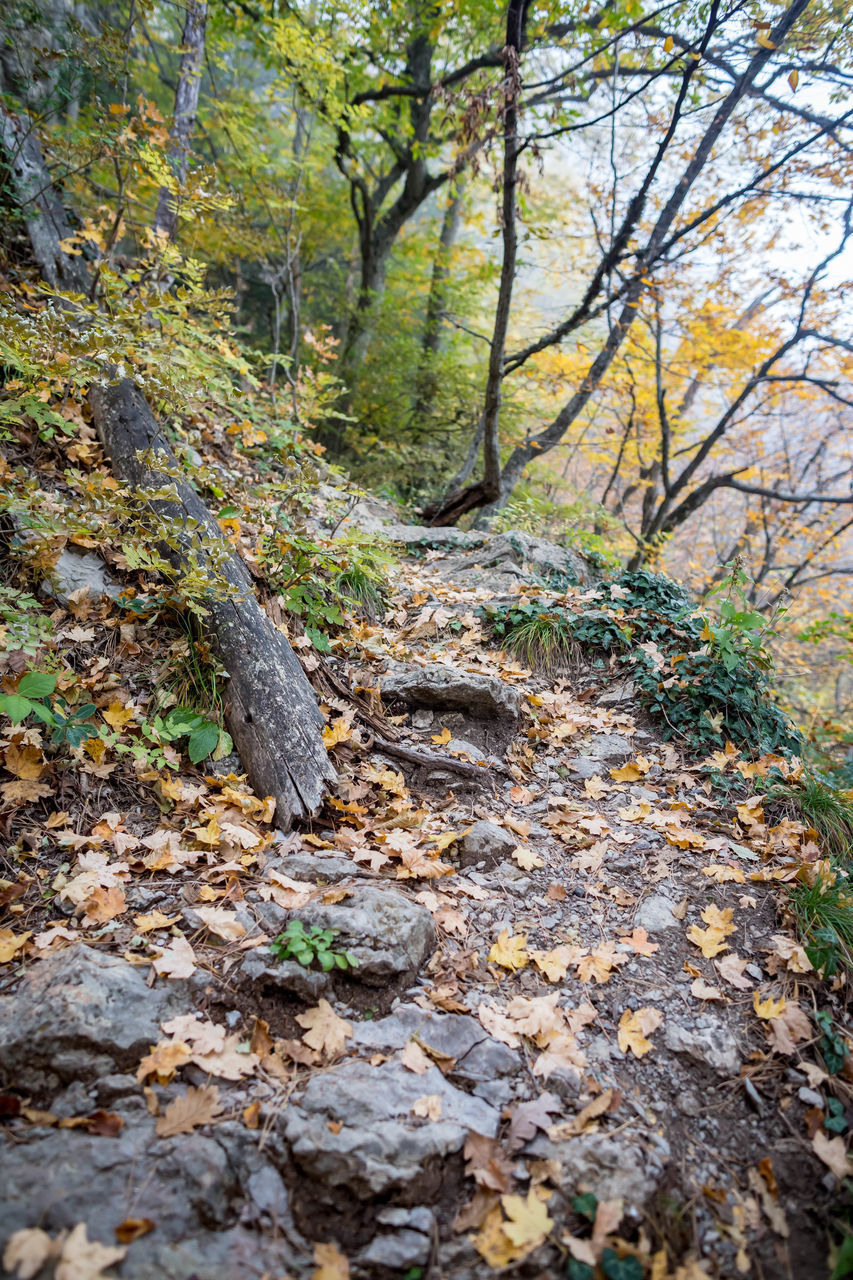 SURFACE LEVEL OF TREES IN FOREST