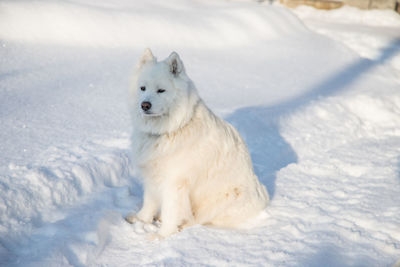 White dog on snow covered land