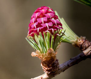 Close-up of pink flower blooming outdoors