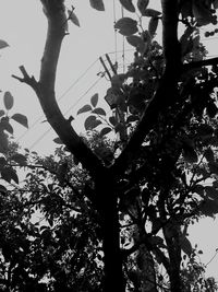 Low angle view of tree against sky