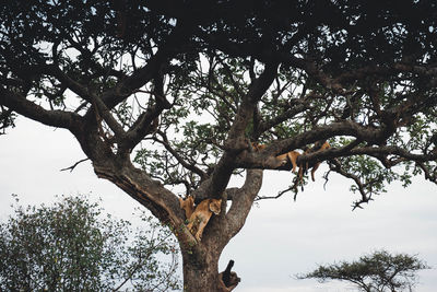 Low angle view of eagle on tree against sky