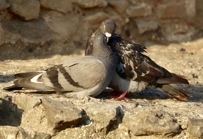 Close-up of birds on rock