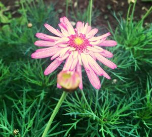 Close-up of pink flower