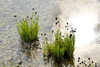 High angle view of plants by lake