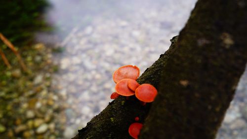 Close-up of mushroom growing on tree trunk