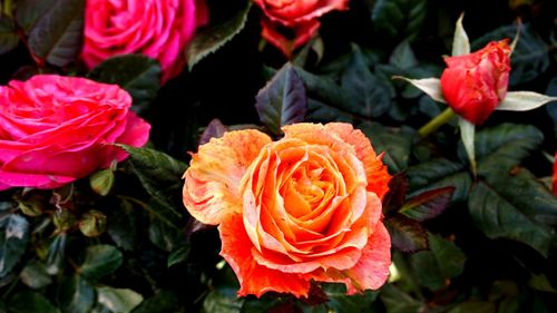 Close-up of rose roses