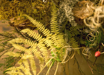 Close-up of pine tree leaves