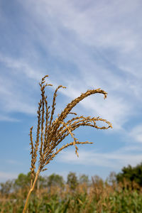 Close-up of stalks in field against sky