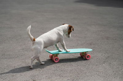 View of dog skateboarding on road