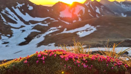 Close-up of flowering plants by mountains against sky