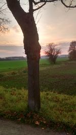 Tree on field against sky