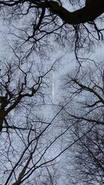 Low angle view of bare trees against sky