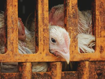 Close-up of chickens in cage