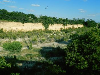 Bird flying over trees