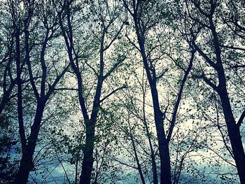 Low angle view of bare trees against sky