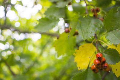 Close-up of fruits on tree