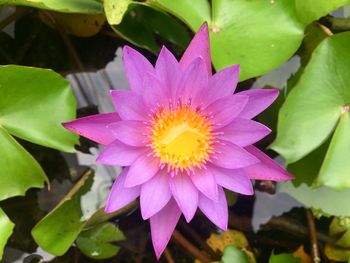 Close-up of pink flower