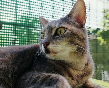 Close-up of cat looking away